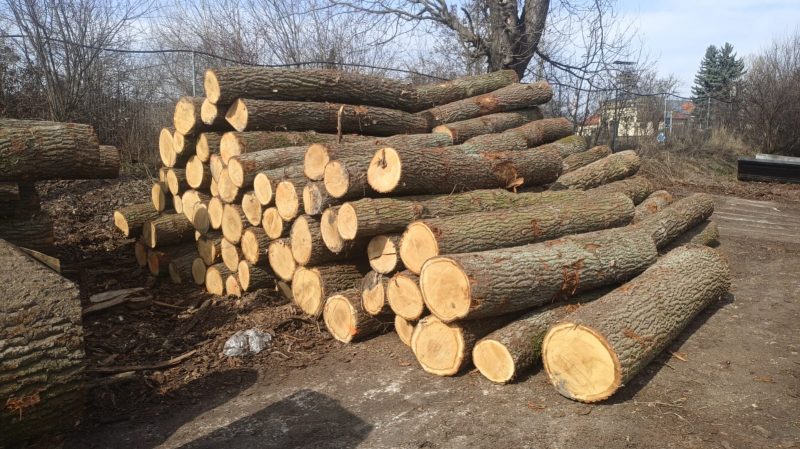 DREWNO DĘBOWE OKRĄGŁE W KORZE 