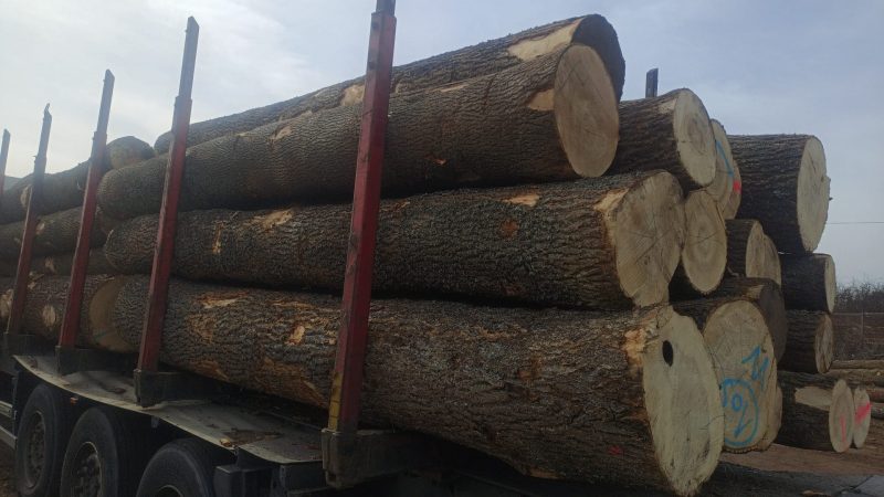 DREWNO JESIONOWE OKRĄGŁE W KORZE 