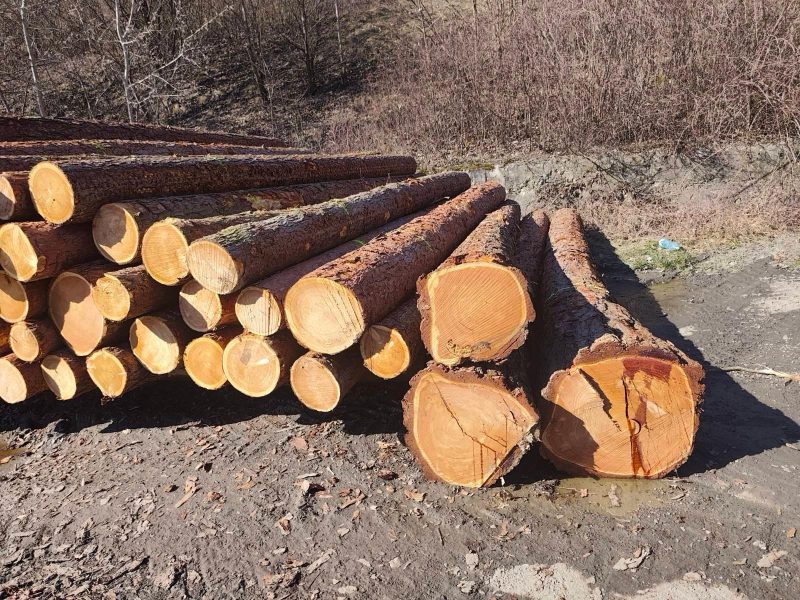 DREWNO MODRZEWIOWE OKRĄGŁE W KORZE 