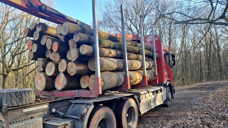 DREWNO JESIONOWE OKRĄGŁE W KORZE 