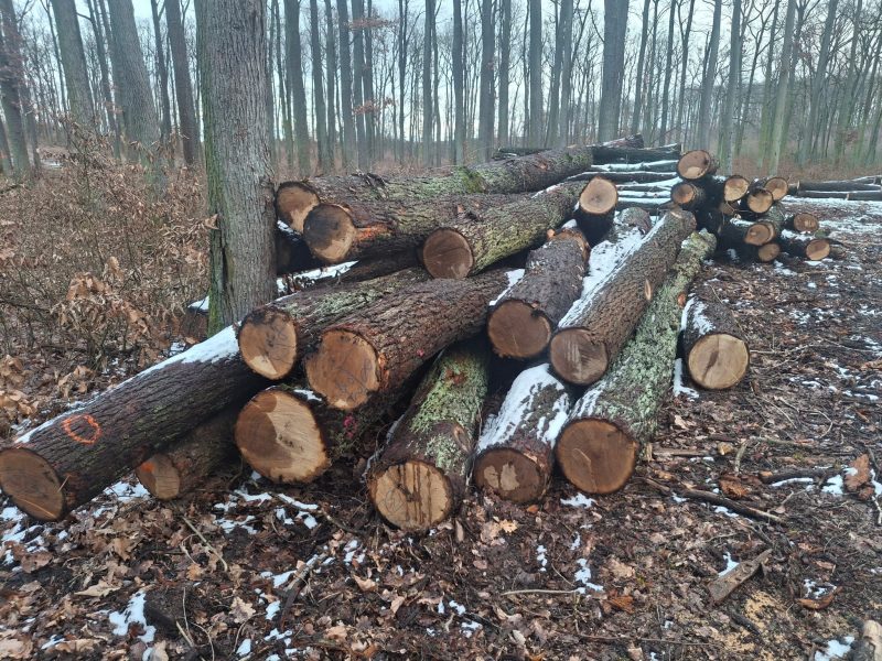 DREWNO DĘBOWE OKRĄGŁE W KORZE 