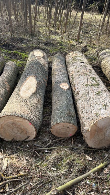 DREWNO JESIONOWE OKRĄGŁE W KORZE 