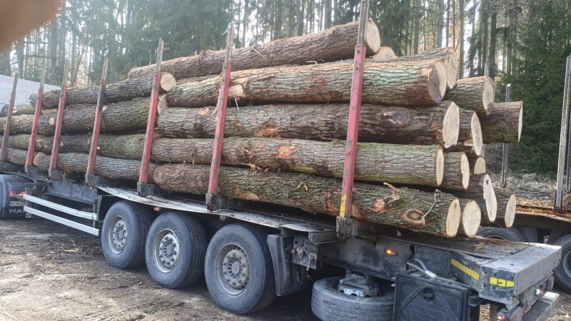 DREWNO DĘBOWE OKRĄGŁE W KORZE 