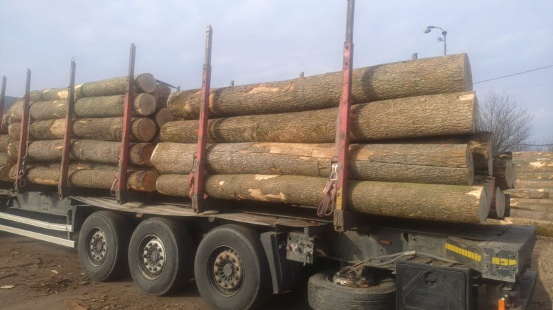 DREWNO JESIONOWE OKRĄGŁE W KORZE 