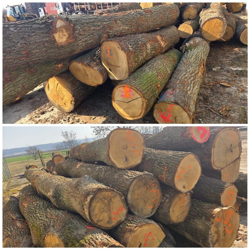 DREWNO DĘBOWE OKRĄGŁE W KORZE 