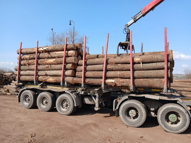 DREWNO DĘBOWE OKRĄGŁE W KORZE 