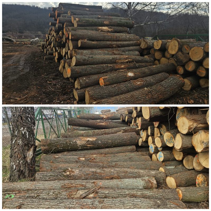 DREWNO DĘBOWE OKRĄGŁE W KORZE 