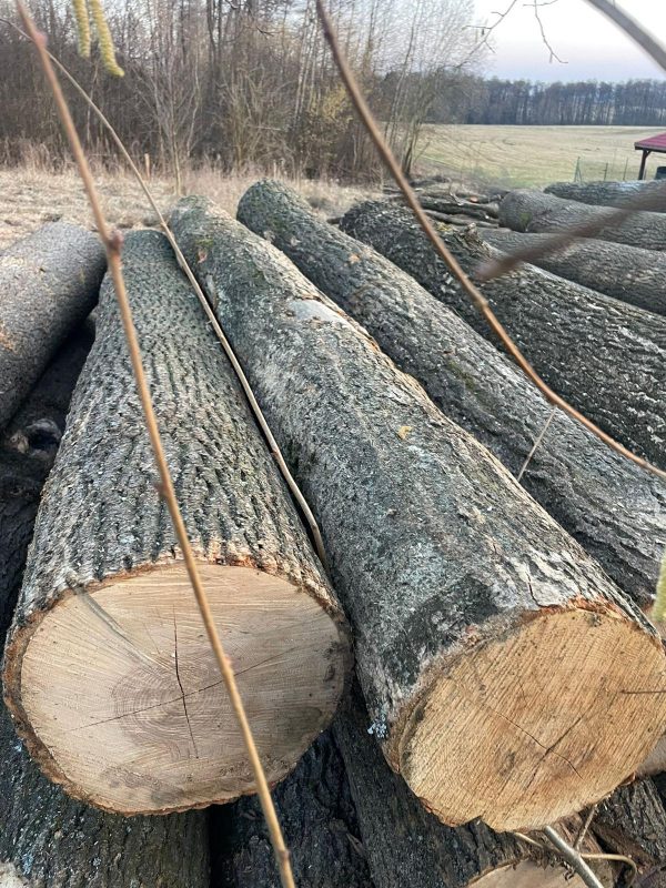 DREWNO JESIONOWE OKRĄGŁE W KORZE 