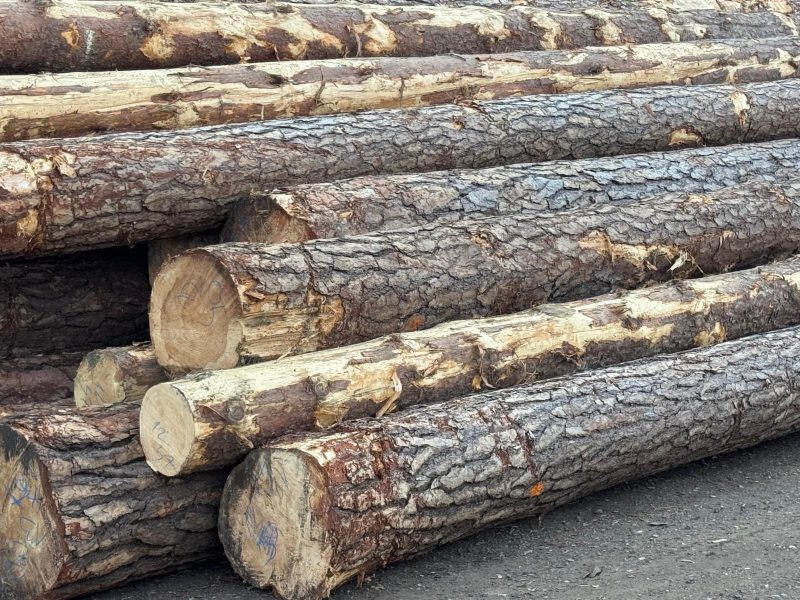 DREWNO SOSNOWE OKRĄGŁE W KORZE 