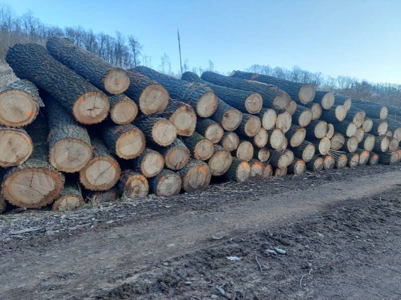 DREWNO DĘBOWE OKRĄGŁE W KORZE 