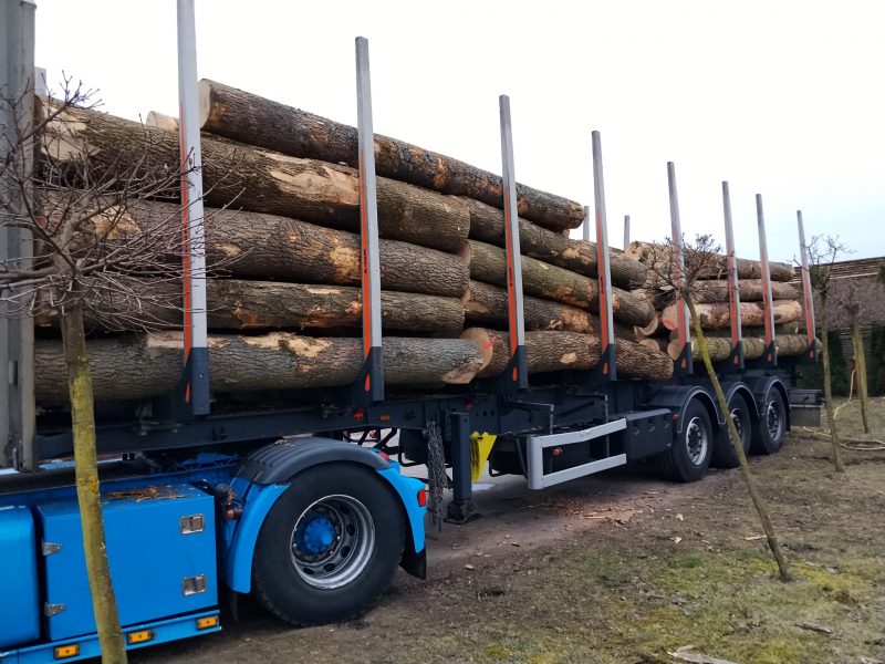 DREWNO JESIONOWE OKRĄGŁE W KORZE 