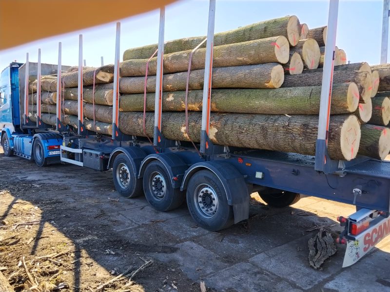 DREWNO JESIONOWE OKRĄGŁE W KORZE 