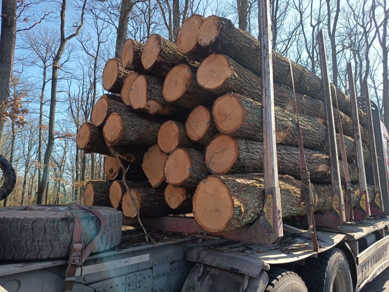 DREWNO DĘBOWE OKRĄGŁE W KORZE 