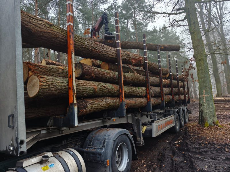 DREWNO DĘBOWE OKRĄGŁE W KORZE 