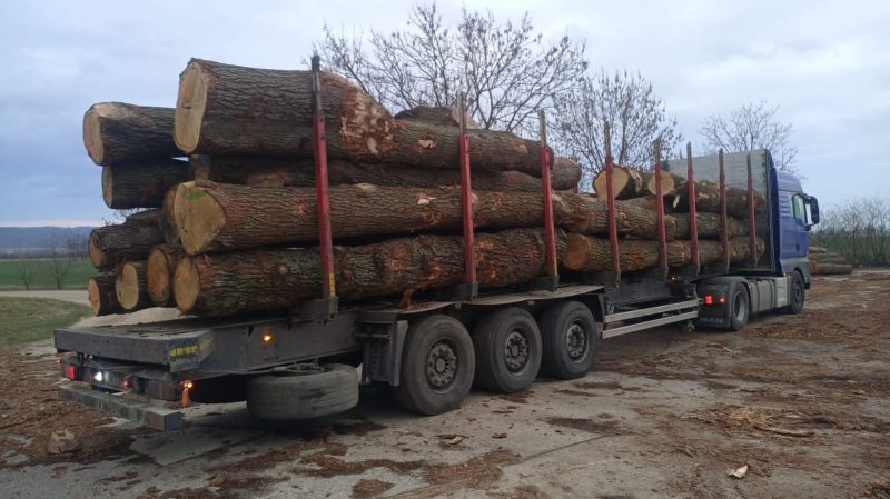 DREWNO DĘBOWE OKRĄGŁE W KORZE 