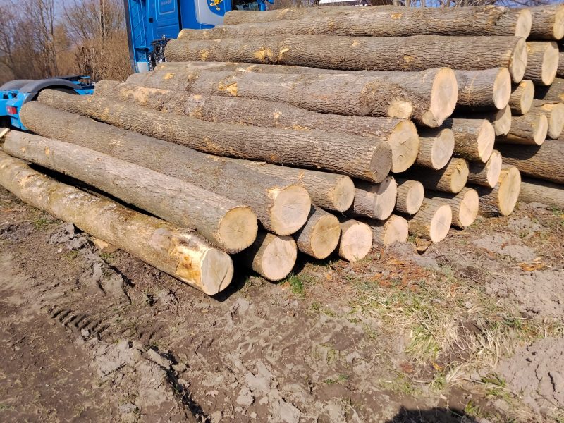 DREWNO JESIONOWE OKRĄGŁE W KORZE 