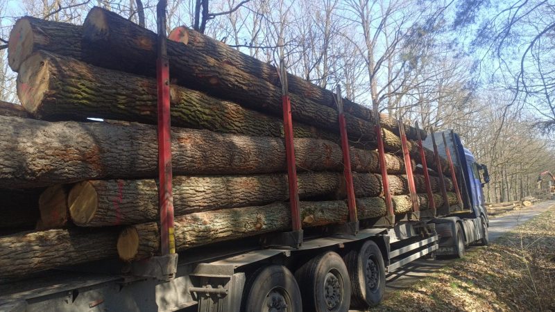 DREWNO DĘBOWE OKRĄGŁE W KORZE 