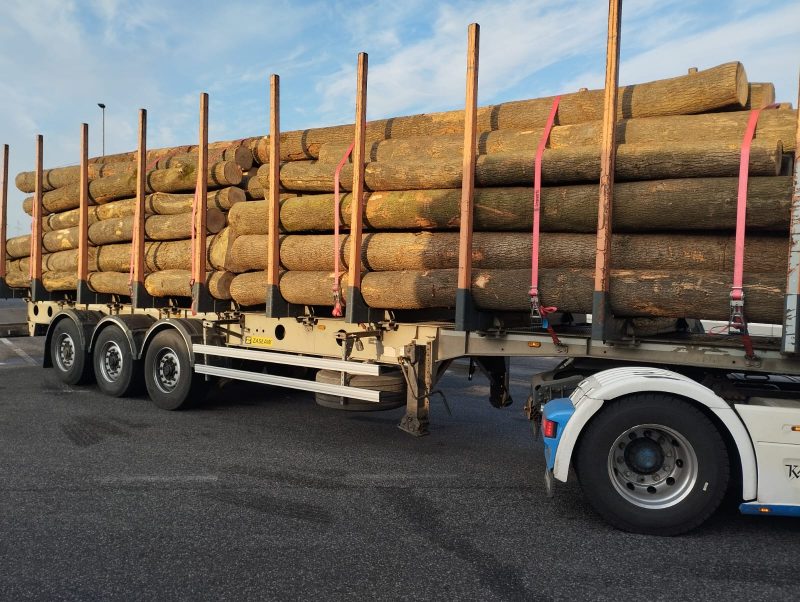 DREWNO JESIONOWE OKRĄGŁE W KORZE 