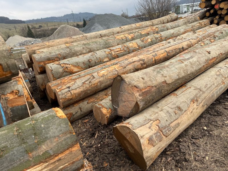 DREWNO BUKOWE OKRĄGŁE W KORZE 