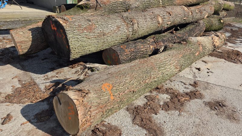 DREWNO DĘBOWE OKRĄGŁE W KORZE 