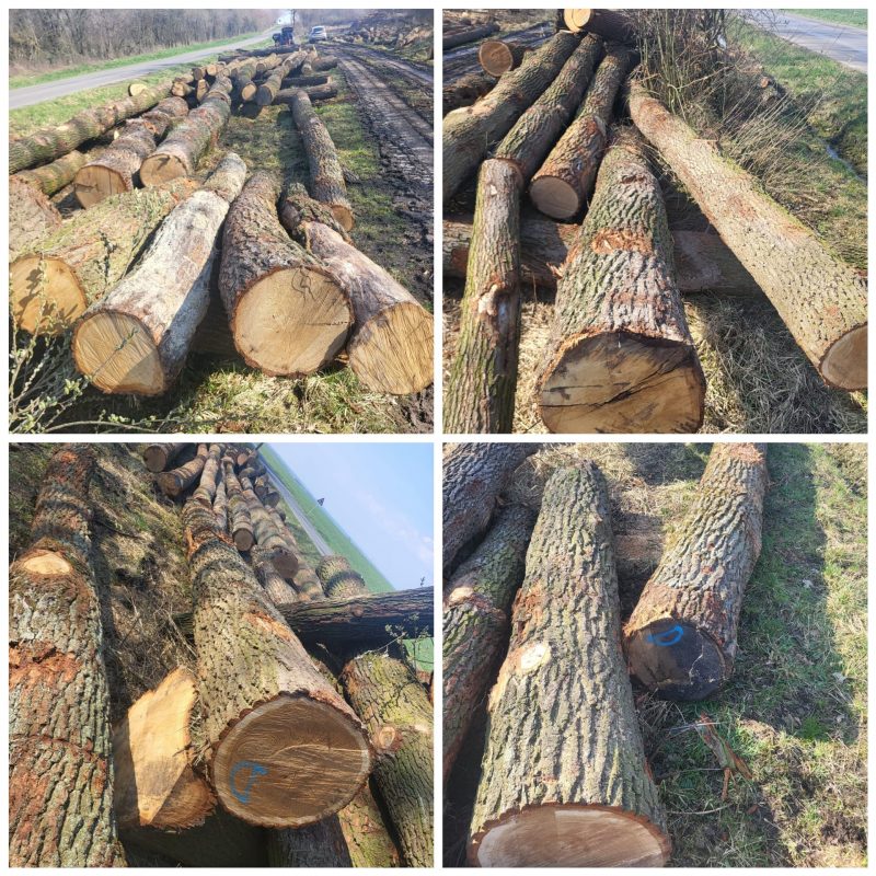 DREWNO DĘBOWE OKRĄGŁE W KORZE 