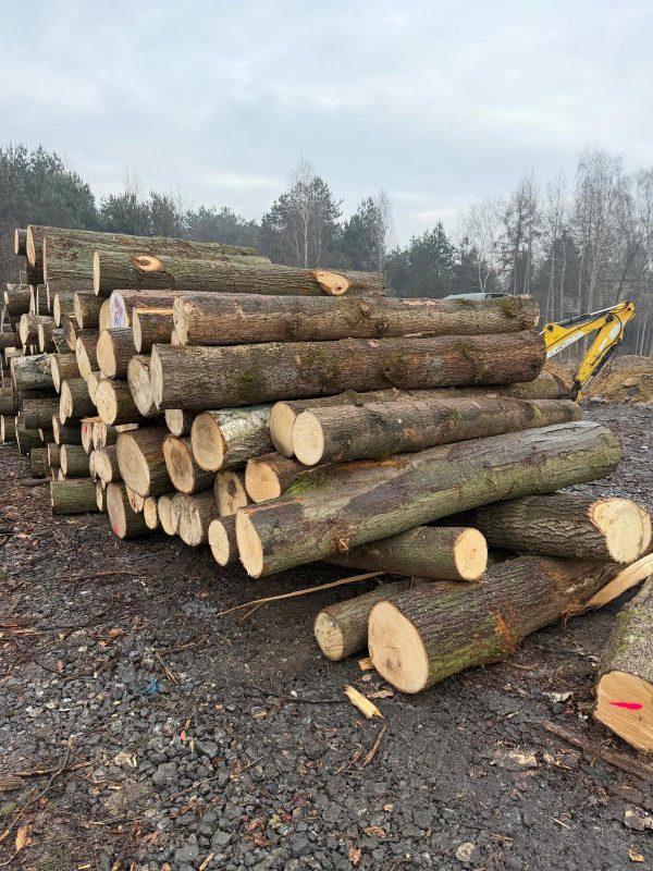 DREWNO LIPOWE OKRĄGŁE W KORZE 