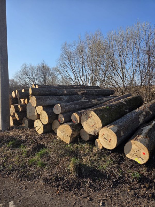 DREWNO JESIONOWE OKRĄGŁE W KORZE 