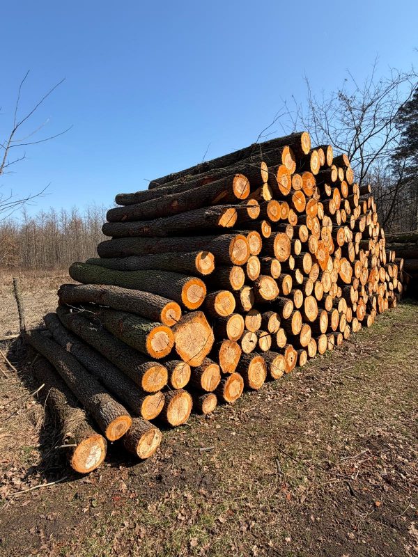 DREWNO OLCHOWE OKRĄGŁE W KORZE 