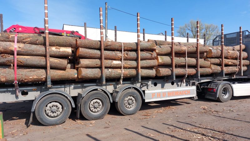 DREWNO DĘBOWE OKRĄGŁE W KORZE 