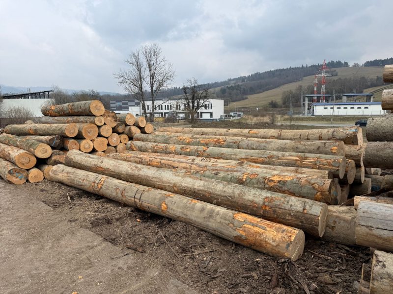 DREWNO BUKOWE OKRĄGŁE W KORZE 