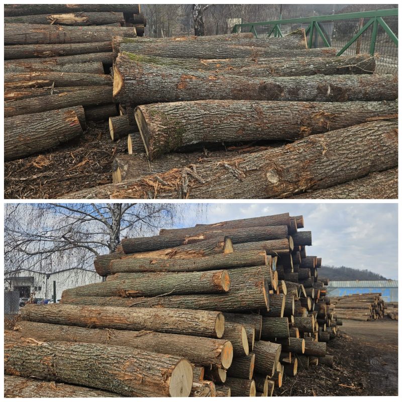 DREWNO DĘBOWE OKRĄGŁE W KORZE 