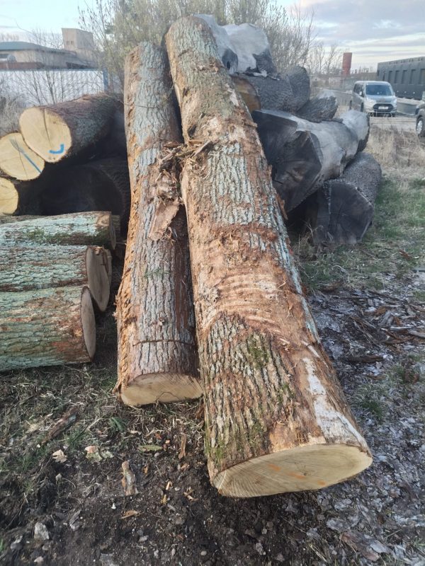 DREWNO DĘBOWE OKRĄGŁE W KORZE 