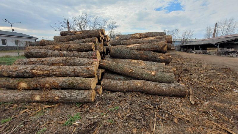 DREWNO DĘBOWE OKRĄGŁE W KORZE 