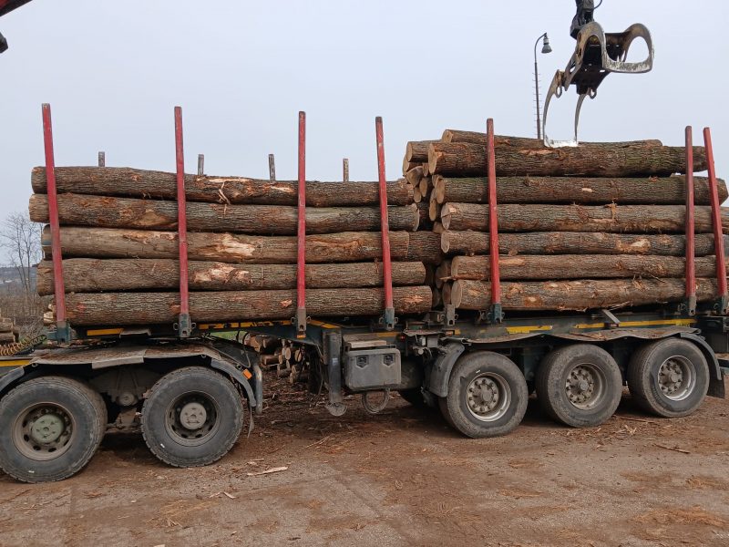 DREWNO DĘBOWE OKRĄGŁE W KORZE 