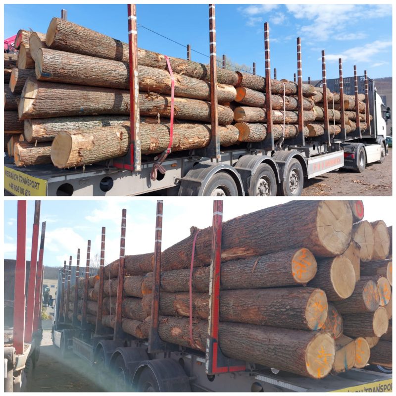 DREWNO DĘBOWE OKRĄGŁE W KORZE 