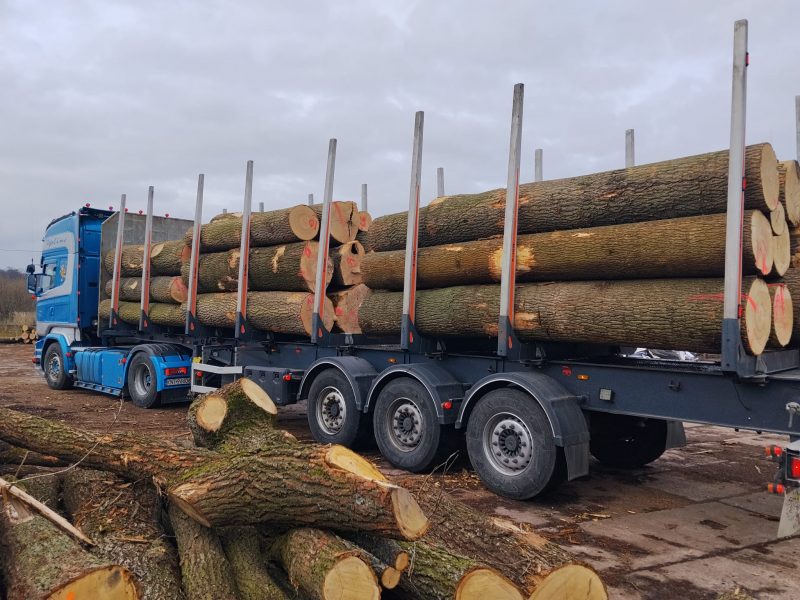 DREWNO DĘBOWE OKRĄGŁE W KORZE 