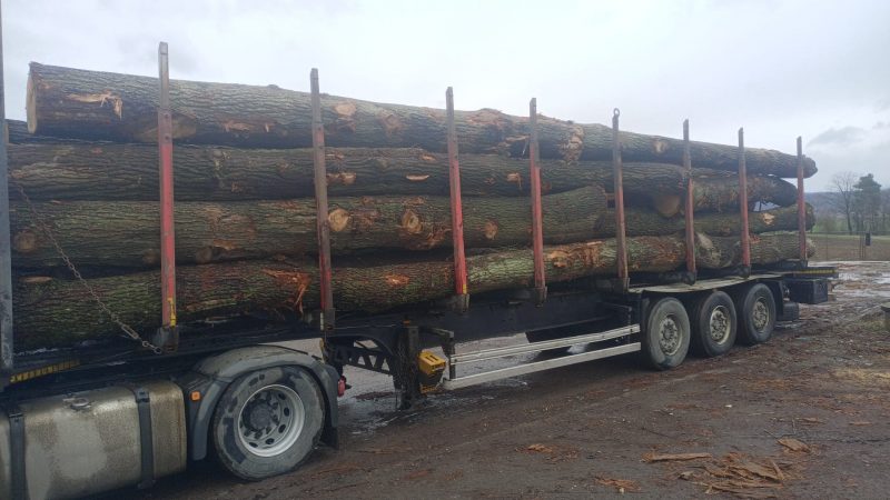 DREWNO DĘBOWE OKRĄGŁE W KORZE 