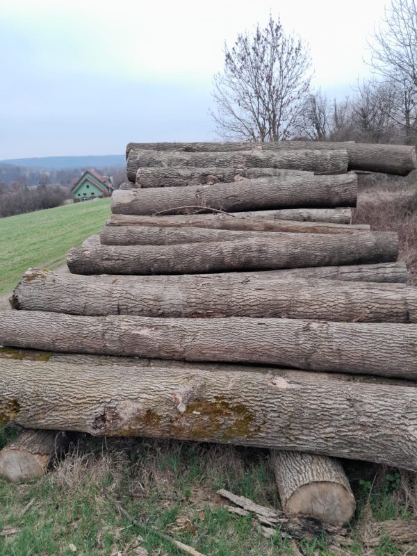 DREWNO JESIONOWE OKRĄGŁE W KORZE 