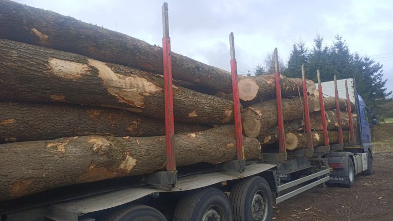 DREWNO JESIONOWE OKRĄGŁE W KORZE 