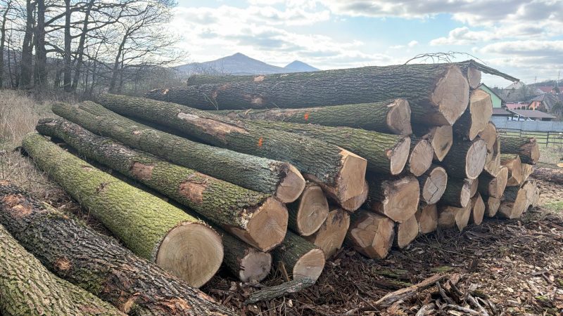 DREWNO DĘBOWE OKRĄGŁE W KORZE 