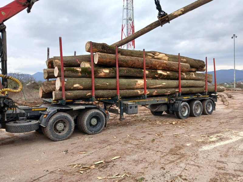 DREWNO JESIONOWE OKRĄGŁE W KORZE 