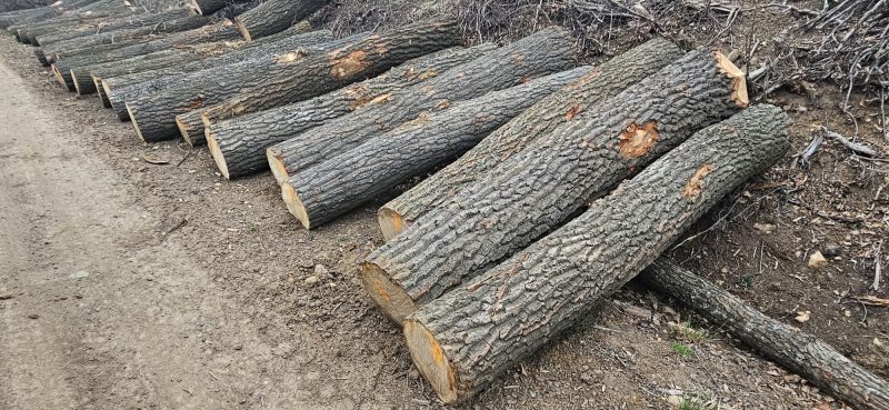 DREWNO DĘBOWE OKRĄGŁE W KORZE 