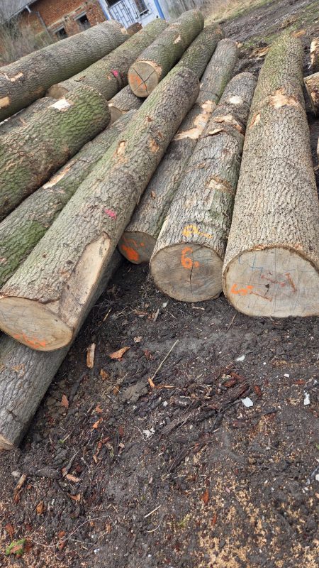 DREWNO JESIONOWE OKRĄGŁE W KORZE 