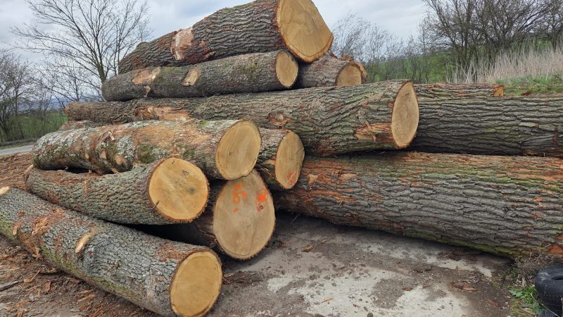 DREWNO DĘBOWE OKRĄGŁE W KORZE 