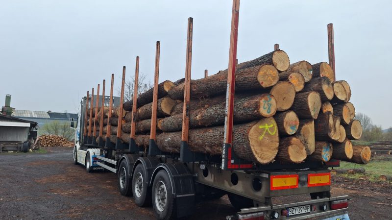 DREWNO DĘBOWE OKRĄGŁE W KORZE 