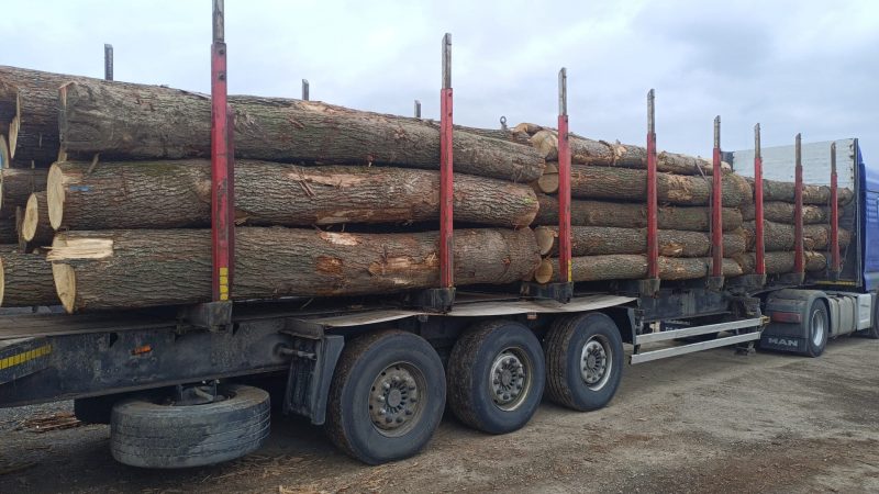 DREWNO DĘBOWE OKRĄGŁE W KORZE 