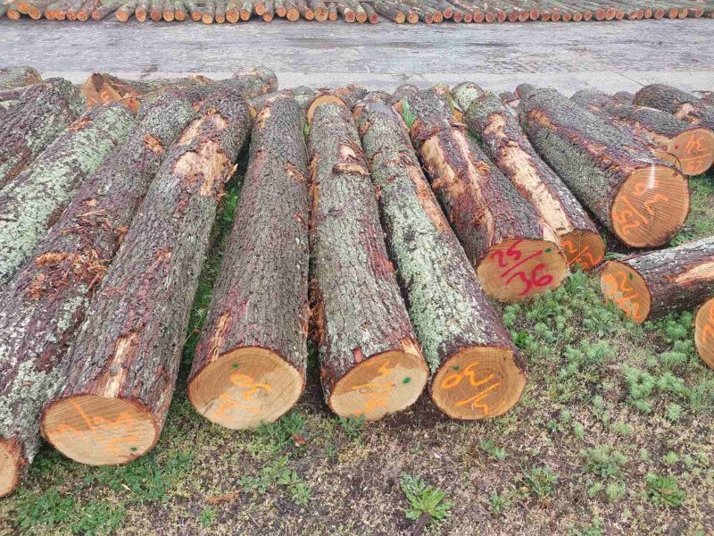 DREWNO DĘBOWE OKRĄGŁE W KORZE 