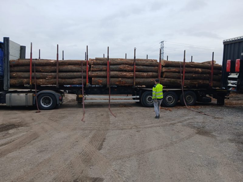 DREWNO DĘBOWE OKRĄGŁE W KORZE 