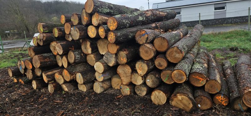 DREWNO DĘBOWE OKRĄGŁE W KORZE 