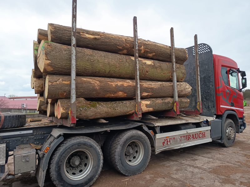 DREWNO JESIONOWE OKRĄGŁE W KORZE 